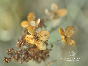 50. Hochzeitstag (Goldene Hochzeit)